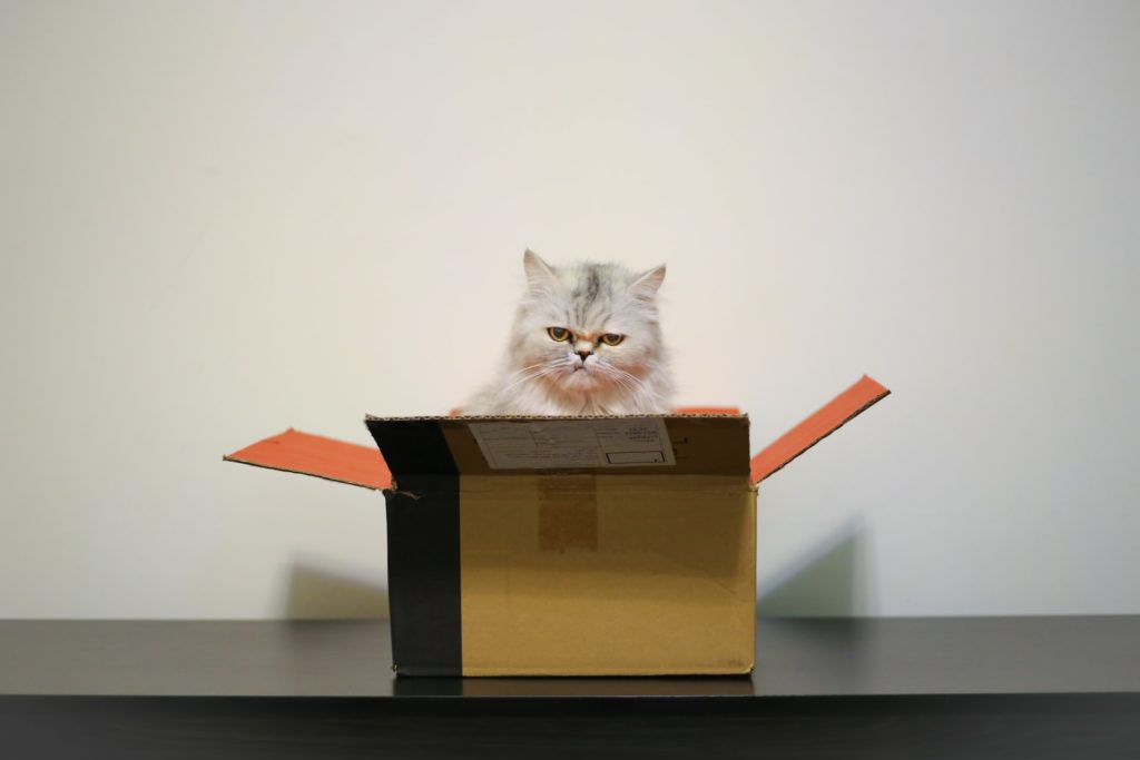 Katze im Karton