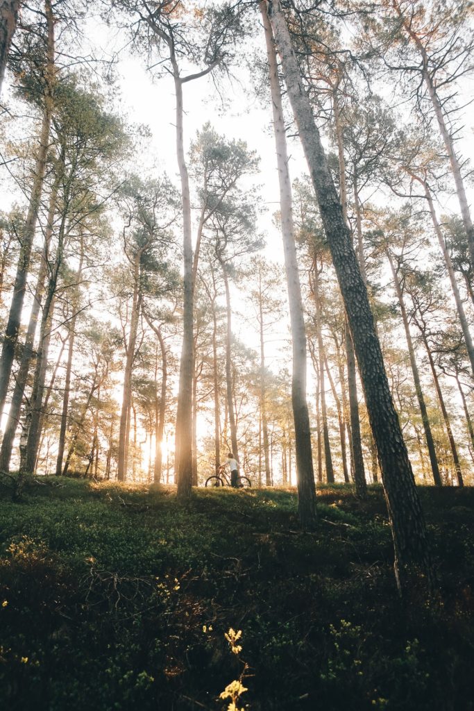 Spaziergänger mit Fahrrad im Wald vor Sonnenuntergang