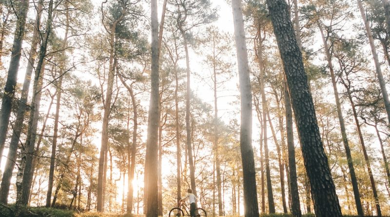 Spaziergänger mit Fahrrad im Wald vor Sonnenuntergang