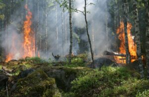 Ein brennender Wald