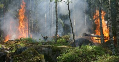 Ein brennender Wald
