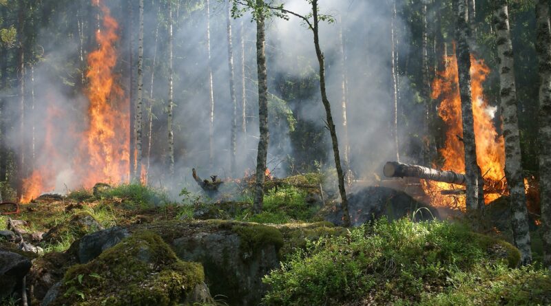 Ein brennender Wald
